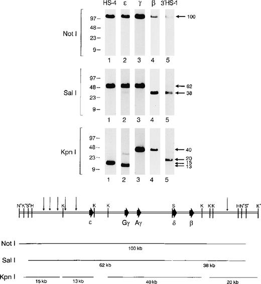 Fig. 2. Structural analysis of the human β-globin cluster–containing BAC. (A) BAC 4396-44 DNA was digested withNotI, SalI, or KpnI, and a Southern analysis was performed. The blot was hybridized sequentially with probes for HS-4 (lanes 1), ɛ (lanes 2), γ (lanes 3), β (lanes 4), and 3′HS-1 (lanes 5). The relevant lanes from each autoradiogram were cut out and reassembled as shown. (B) Restriction map of the BAC transgene. The sizes of key restriction fragments are shown below the diagram of the β-globin cluster. (N, NotI; S, SalI; K, KpnI; H; HindIII.) *Restriction sites derived from the pBeloBAC vector and not the β-globin cluster.