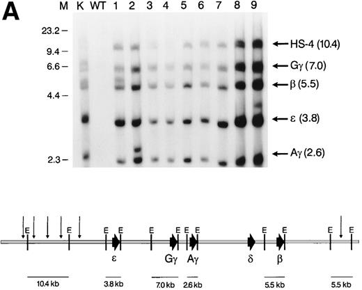 Fig. 3. Structural analysis of the integrated β-globin BAC transgenes. (A) Top: short-range map of BAC transgenic mouse lines. K562 DNA (lane 1), wild-type mouse ES cell DNA (lane 2), and tail DNA from F1 transgenic mice (lanes 3-11) was digested withEcoRI and a Southern analysis was performed. The blot was hybridized simultaneously with radiolabeled probes for HS-4, ɛ, γ, and β; it was then stripped and rehybridized with a probe for 3′HS-1. Bottom: EcoRI restriction map of the BAC transgene. The sizes of relevant restriction fragments are shown below the diagram of the β-globin cluster. (B) Top: Splenocytes from F1 transgenic mice (lanes 1-9) were embedded in agarose plugs. High-molecular-weight DNA was prepared, digested withKpnI, and a Southern analysis was performed. The blot was hybridized sequentially with probes for HS-4, ɛ, γ, and β. Bottom: KpnI restriction map of the BAC transgene. *KpnI derived from the pBeloBAC vector; E, EcoRI; K,KpnI.