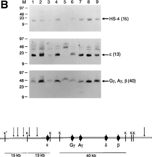 Fig. 3. Structural analysis of the integrated β-globin BAC transgenes. (A) Top: short-range map of BAC transgenic mouse lines. K562 DNA (lane 1), wild-type mouse ES cell DNA (lane 2), and tail DNA from F1 transgenic mice (lanes 3-11) was digested withEcoRI and a Southern analysis was performed. The blot was hybridized simultaneously with radiolabeled probes for HS-4, ɛ, γ, and β; it was then stripped and rehybridized with a probe for 3′HS-1. Bottom: EcoRI restriction map of the BAC transgene. The sizes of relevant restriction fragments are shown below the diagram of the β-globin cluster. (B) Top: Splenocytes from F1 transgenic mice (lanes 1-9) were embedded in agarose plugs. High-molecular-weight DNA was prepared, digested withKpnI, and a Southern analysis was performed. The blot was hybridized sequentially with probes for HS-4, ɛ, γ, and β. Bottom: KpnI restriction map of the BAC transgene. *KpnI derived from the pBeloBAC vector; E, EcoRI; K,KpnI.