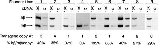 Fig. 4. Expression of human β globin by adult transgenic mice. Multiplex RT-PCR was performed on peripheral blood (PB) RNA from adult F1 transgenic mice. For each line, undiluted PB cDNA (first lane) and cDNA diluted 1:10 (second lane) were used as PCR templates to ensure that the assay was in the linear range of amplification. Both human β-globin– and adult mouse β-globin (β major + β minor)–specific primers were used in each reaction. Twenty cycles of PCR were performed in the presence of 32P-dATP, and the reaction products were separated on a 5% acrylamide gel. Levels of human β globin relative to adult mouse β globin were quantitated by phosphorimaging. Expression of human β globin as a percentage of adult mouse β-globin expression per gene copy is denoted for each founder line below each pair of lanes.