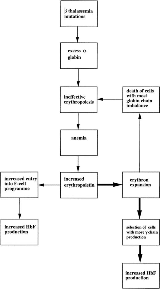Fig. 3. Proposed mechanism for increased HbF production in β thalassemia syndromes.