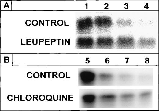 Fig. 2. Effect of leupeptin or chloroquine on the degradation of internalized 125I-ferritin protein. Human DEC were incubated on day 8 of phase II for 60 minutes with either 20 μg/mL leupeptin or 15 μmol/L chloroquine. Cells were pulse labeled for 30 minutes with 4 nmol/L 125I-ferritin then washed and chased with 400 nmol/L unlabeled ferritin. Incubation was continued for 0, 3, 8, and 24 hours (A, lanes 1, 2, 3, and 4, respectively) or for 0, 3, 24, and 48 hours (B, lanes 5, 6, 7, and 8, respectively). Inhibitors were refreshed after each wash and fresh leupeptin was added every 12 hours. Equal amounts of protein from cell lysates were analyzed on SDS-PAGE under reducing conditions.