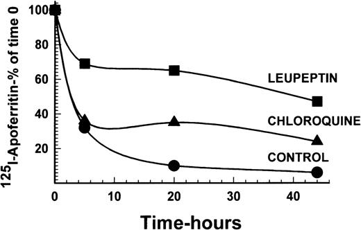Fig. 4. Radiolabeled apoferritin protein degradation following inhibition by leupeptin or chloroquine. Cells were labeled with 4 nmol/L 125I-apoferritin and chased with 400 nmol/L unlabeled apoferritin. Incubations were performed for 0, 5, 20, and 44 hours. Other experimental conditions were as described in Figs 1 and 2. The intensity of the apoferritin-label was measured by scanning with the phosphor imager of SDS-PAGE performed under reducing conditions. One of 2 experiments with comparable results is shown.