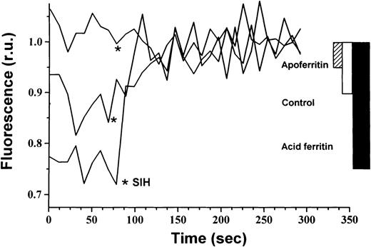 Fig. 5. Effect of extracellular ferritin on the LIP. Cellular LIP was measured with the fluorescent tracer calcein. DEC were incubated with 40 nmol/L H-rich holoferritin or apoferritin for 64 hours, beginning at day 6 of phase II or with medium only (control). Cells were loaded with 250 nmol/L calcein AM for 5 minutes at 37°C. Fluorescence was measured before and after chelation with 100 μmol/L SIH. Relative cellular LIP values are demonstrated.