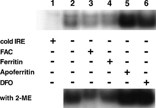 Fig. 6. Regulation of IRP activity by extracellular ferritin. Cells were incubated with medium only (control, lane 2), 100 μmol/L ferric ammonium citrate (FAC, lane 3), 40 nmol/L H-rich holoferritin or apoferritin (lanes 4 and 5, respectively), or with 50 μmol/L DFO (lane 6) for 64 hours, beginning at day 6 of phase II. Fresh cytoplasm extracts (10 μg protein) were analyzed for IRP activity by electromobility-RNA gel retardation. In lane 1, a 100-fold excess of unlabeled IRE was added as a specific competitor to the labeled IRE. Cell lysates were analyzed without β-mercaptoethanol (2-ME) (top panel) or after incubation with 2% 2-ME for 5 minutes at room temperature (bottom panel).