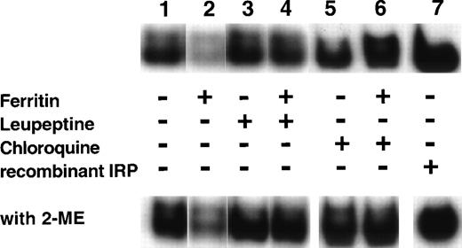 Fig. 7. Effect of leupeptin and chloroquine on the influence of ferritin on IRP activity. DEC were incubated for 64 hours, beginning on day 6 of phase II, with the following: medium only (lane 1), 40 nmol/L ferritin (lane 2), 20 μg/mL leupeptin (lane 3), 40 nmol/L ferritin together with 20 μg/mL leupeptin (lane 4), 15 μmol/L chloroquine (lane 5), or 40 nmol/L ferritin together with 15 μmol/L chloroquine (lane 6). Fresh cytoplasmic extracts (10 μg protein) were analyzed for IRP activity by electromobility-RNA gel retardation. A control containing 120 ng of recombinant IRP-1 was included (lane 7). Cell lysates were analyzed without 2-ME (top panel) or after incubation with 2% 2-ME for 5 minutes at room temperature (lower panel).