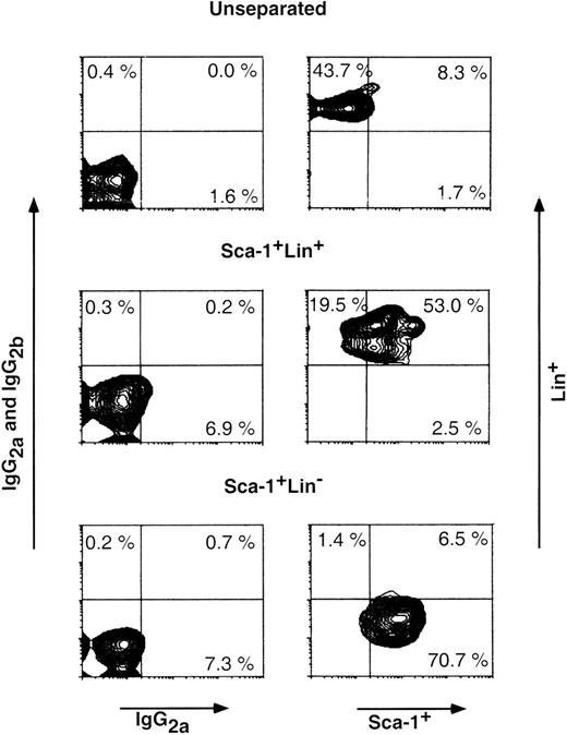 Fig. 1. Purification of Sca-1+Lin− BM cells. Cells in the different cell fractions obtained by MACS purification (see Materials and Methods) were analyzed by FACS for the presence of Sca-1+Lin+, Sca-1+Lin−, and Sca-1−Lin+ cells. Nonspecific staining was determined by FITC- and PE-conjugated isotype control antibodies. Percentage of each subpopulation is shown in the appropriate area of the dot plot.