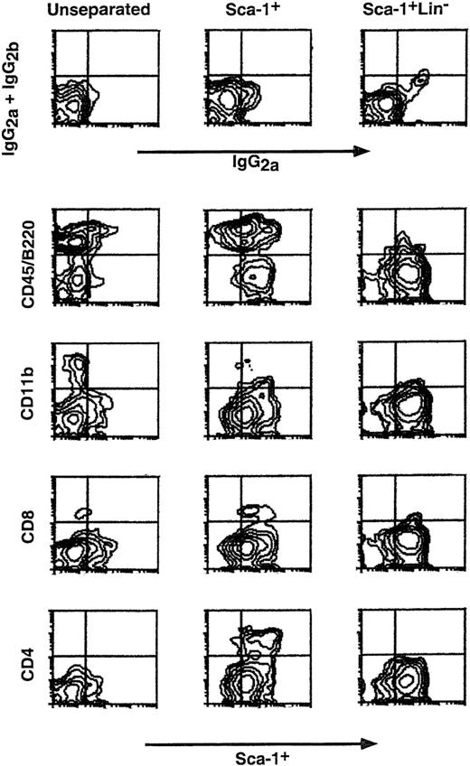 Fig. 6. Depletion by MACS of CD8+, CD4+, CD11b+, and CD45/B220+cells after removal of Lin+ cells from the Sca-1+ BM cell fraction. Levels of CD8+, CD4+, CD11b+, and CD45/B220+cells in unseparated, Sca-1+, and Sca-1+Lin− BM cell fractions, obtained by MACS, were analyzed by double staining with antibodies directed against Sca-1 and the above lineage markers. Nonspecific staining was determined by FITC- and PE-conjugated isotype control antibodies.