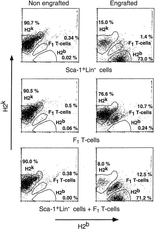 Fig. 8. A typical profile of split chimerism, exhibited by chimeric mice transplanted with Sca-1+Lin−cells (2 × 105, H2b+), (C3H/HeJ × C57BL/6)F1 T cells (H2k+ + H2b+, 10 × 106), or both. Peripheral blood chimerism was analyzed 30 days posttransplant by flow cytometry, using antibodies directed against host (H2k) and donor (H2b) MHC antigens.