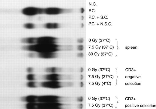 Fig. 3. Enhanced NFκB in nuclear extracts of mouse T cells after exposure to ionizing radiation. T cells, enriched by either negative depletion or positive selection, or unfractionated splenocytes were irradiated at a dose rate of 5 Gy/min to 7.5 Gy or 30 Gy. Irradiated cells were cultured in RPMI + 10% FCS at 4°C or 37°C for 6 hours. Nuclear extracts were prepared and the relative level of nuclear NFκB determined by incubating 10 μg of nuclear protein with a 32P-labeled oligonucleotide containing NFκB binding sequence. The far left lane labeled “NC” contained water with no nuclear extract; lane “PC” contained a Hela cell nuclear extract (positive control for NFκB) incubated with the32P-labeled oligonucleotide alone; “PC + SC” contained a combination of the Hela cell nuclear extract, the32P-labeled oligonucleotide, and an excess of the unlabeled specific oligonucleotide competitor; and “PC + NSC” contained a combination of the Hela cell nuclear extract, the32P-labeled oligonucleotide, and an excess of an unlabeled nonspecific oligonucleotide. The next 3 lanes from the left contained nuclear extracts of unfractionated splenocytes irradiated at 0 Gy, 7.5 Gy, or 30 Gy then incubated at 37°C. The mean increase in the upper NFκB band of nonirradiated T cells compared with T cells irradiated to 7.5 Gy at 37°C was 4-fold (n = 5 EMSA from 2 separate isolations of T cells). Three lanes contained nuclear extracts of T cells enriched by negative selection irradiated at 0 Gy incubated at 37°C, 7.5 Gy incubated at 37°C, or 7.5 Gy incubated at 4°C. Two lanes on the right contained nuclear extracts of T cells enriched by positive selection irradiated at 0 Gy incubated at 37°C, or 7.5 Gy incubated at 37°C.