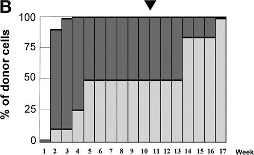 Fig. 4. Variations in donor myeloid and T-cell engraftment posttransplant and relationship with CSA reduction and DLI. (A) Patient 4: poor T-cell engraftment (maximum, 40%) followed by graft rejection despite CSA withdrawal and DLI. (B) Patient 10: rapid and complete donor T-cell engraftment by week 3; prolonged mixed myeloid chimerism (initially predominantly recipient) reaching 100% donor by week 17 after CSA withdrawal. (C) Patient 12: partial T-cell engraftment increasing to 100% donor after CSA withdrawal and DLI followed by complete donor myeloid engraftment by week 12.
