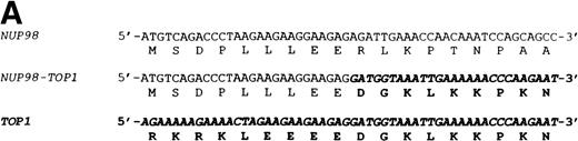 Fig. 1. NUP98-TOP1 fusion cDNA. (A) NUP98-TOP1fusion sequence. The germline NUP98 and TOP1 (bold and italic) nucleotide sequences are as shown. The NUP98-TOP1fusion cDNA is as indicated. The amino acids encoded are shown below the nucleotide sequence. (B) Schematic representation of the wild-type and fusion proteins. Functional domains indicated for NUP98 are FXFG, FXFG repeat region; and RNA bind, RNA binding domain. DNA topoisomerase I N-terminus, core, linker, and C-terminus domains, as designated in ref 19, are indicated. NUP98 and TOP1 fusion points are shown with vertical arrows. (C) RT-PCR assay for NUP98-TOP1 fusion mRNA. Primers NUP8002 and HA-05 were used to amplify the 1,677-bp fusion mRNA. Patient samples no. 923 and 1138 are as indicated; no specific PCR product is seen in the negative control lanes (K562, HL60, Jurkat, H2O).