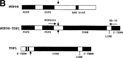 Fig. 1. NUP98-TOP1 fusion cDNA. (A) NUP98-TOP1fusion sequence. The germline NUP98 and TOP1 (bold and italic) nucleotide sequences are as shown. The NUP98-TOP1fusion cDNA is as indicated. The amino acids encoded are shown below the nucleotide sequence. (B) Schematic representation of the wild-type and fusion proteins. Functional domains indicated for NUP98 are FXFG, FXFG repeat region; and RNA bind, RNA binding domain. DNA topoisomerase I N-terminus, core, linker, and C-terminus domains, as designated in ref 19, are indicated. NUP98 and TOP1 fusion points are shown with vertical arrows. (C) RT-PCR assay for NUP98-TOP1 fusion mRNA. Primers NUP8002 and HA-05 were used to amplify the 1,677-bp fusion mRNA. Patient samples no. 923 and 1138 are as indicated; no specific PCR product is seen in the negative control lanes (K562, HL60, Jurkat, H2O).