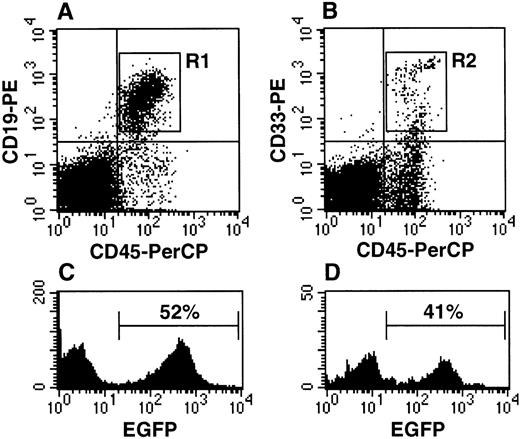 Fig. 4. Both lymphoid and myeloid cells exhibit EGFP fluorescence in mice engrafted with marked SRC. / (A) NOD/SCID marrow cells labeled with anti-CD45-PerCP and anti-CD19-PE and analyzed by flow cytometry; region R1 defines the CD45+CD19+ human B lymphocyte population. (B) NOD/SCID marrow cells labeled with anti-CD45-PerCP and anti-CD33-PE; region R2 defines the CD45+CD33+ human myelocyte population. (C) EGFP fluorescence is detected within human B lymphocytes using the R1 gate in (A). (D) EGFP fluorescence is detected within human myelocytes using the R2 gate in (B).