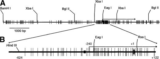 Fig. 1. Schematic map of the erythropoietin gene. / (A) Distribution of CpG sites and a few restriction enzyme sites in an 8765-base pair (bp) fragment of the erythropoietin gene. (B) CpG island is exploded. (black rectangle) GATA box. (long bent arrow) Transcription start site. (short thick arrow) Position of the translation start site, arbitrarily numbered +1.