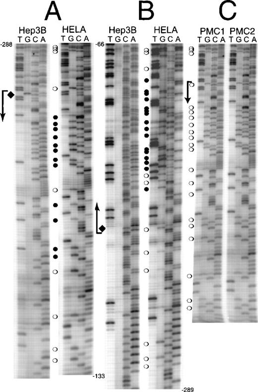Fig. 3. CpG methylation in the erythropoietin promoter and 5′-UTR. / DNA from normoxic Hep3B, HeLa cells, and peripheral blood mononuclear cells was treated with sodium bisulfite. Polymerase chain reaction amplification was performed, and the DNA sequence was obtained from the complementary strands (guanines converted to adenines). (A) Coding strand sequence from −288 to −133. (B) Noncoding strand sequence from −66 to −289. (C) Coding strand sequence from −288 to −133 from peripheral blood mononuclear cells (PMC1 and PMC2). (bent arrows) Transcription start site. (open circles) Partially methylated CpGs. (filled circles) Fully methylated CpGs. (diamonds) Hemimethylated site present in normoxic Hep3B cells.