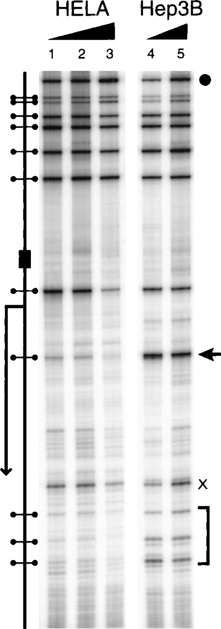 Fig. 5. Restriction endonuclease accessibility of the erythropoietin promoter and 5′-UTR. / Hypoxic Hep3B and HeLa cells were incubated in vivo with Msp1 after a brief treatment with lysolecithin. DNA was purified and digested with Xba1 to create an amplification standard. Restriction enzyme cleavage of the DNA was detected by ligation-mediated polymerase chain reaction. X, nonspecific band. (arrow and bracket) Sites with increased resistance to Msp1 cleavage in HeLa. (filled circle) Xba1 site. The schematic diagram shows (dumbbells) Msp1 sites, (bent arrow) transcription start site, and (rectangle) GATA box. The ramp corresponds to increasing Msp1 concentration.