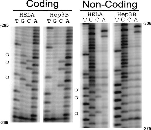 Fig. 6. CpG methylation in the erythropoietin promoter from −306 to −275. / DNA from Hep3B and HeLa cells was modified by bisulfite conversion. Converted DNA was amplified, and polymerase chain reaction products were sequenced. Coding strand: sequence from the complementary strand (guanines are converted to adenines). Noncoding strand: sequence from the original strand (cytosines converted to thymines). (open circles) Methylated CpGs.