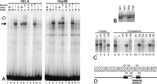 Fig. 7. Specific DNA/protein interaction is blocked by CpG methylation. / A panel of complementary oligonucleotides comprising CpG 30-mer was synthesized with 5-methylcytosines in all 3 CpGs, in each CpG individually, and in none of the CpGs. Mixing the oligonucleotides creates probes and competitors for electrophoretic mobility shift assays with diverse methylation profiles. (A) Unmethylated CpG 30-mer (U) and CpG 30-mer symmetrically methylated on all 3 CpGs (M) were used as probes and competitors as indicated above panel A. (arrow) Position of major binding complexes. (lanes 10, 11) Probe contains 5-methylcytosine on the sense (S) or antisense (A) strands at CpG1, CpG2, and CpG3. (lanes 6–8) A murine antibody to human aryl hydrocarbon nuclear translocator, ARNT (2B10), was included in the reactions. (open circle) Position of an anti-ARNT supershift. (lane 8) No nuclear extract. (lane 9, asterisk) Addition of a murine antibody to an unrelated antibody. (B) The binding complex from HeLa extracts and unmethylated CpG 30-mer is challenged with a 50-fold excess of double-stranded competitors (see Table). (C) Shifted complexes form with Hep3B extracts and CpG 30-mer symmetrically methylated at either CpG1 (m1), CpG2 (m2), or CpG3 (m3). (lanes 5–15) Shifted complexes formed with Hep3B extracts and unmethylated CpG 30-mer are challenged with CpG 30-mer symmetrically methylated at each CpG (m1-3) or hemimethylated at each CpG on the sense (S1–S3) or antisense (A1–A3) strand. (D) Schematic map of CpG 30-mer.