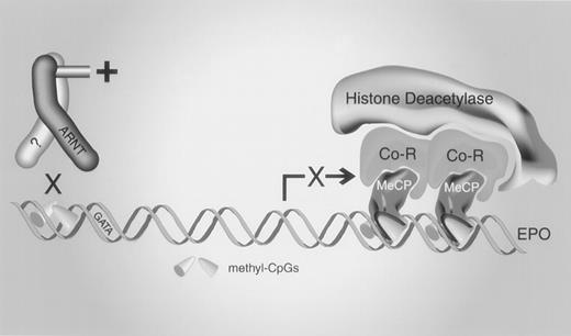 Fig. 9. A model for silencing the erythropoietin gene by methylation. / Methylation of CpGs in a cis element upstream of the GATA box prevents the binding of a trans-acting protein, impairing transcriptional activation. The sequence-specific binding activity may contain aryl hydrocarbon nuclear translocator (ARNT). Methylation of high-density CpGs in the erythropoietin 5′-UTR recruits a methyl-CpG–binding protein (MeCP) that represses transcription by engaging corepressors (Co-R), histone deacetylases, or both.