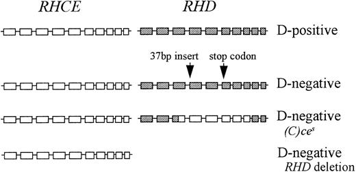 Fig. 4. Representation of the genomic organization of the D-positive haplotype and 3 D-negative haplotypes in Africans. / □ indicates RHCE exon; ▪, RHD exon.