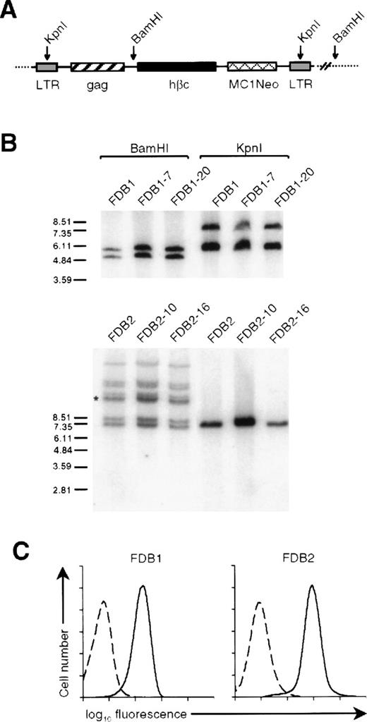 Fig. 1. Retroviral integration and hβc expression on the FDB1 and FDB2 cell lines. / (A) Schematic representation of an integrated RufNeo-hβc provirus showing the position of BamHI and KpnI restriction sites. Long terminal repeat sequences (LTR) and the neomycin resistance gene under control of the MC1 promoter (MC1Neo) are indicated. (B) Southern analysis of BamHI- and KpnI-digested genomic DNA (as indicated) derived from the FDB1 and FDB2 cell lines, and from clones of each of these lines, with the use of a Neo probe. The sizes of molecular weight markers (EcoRI-digested SPP1 phage DNA) are shown in kilobase. (Note that the band marked with the asterisk is in fact a doublet.) (C) Surface expression of hβc on FDB cell lines. FDB1 and FDB2 cells were stained with an anti-hβc monoclonal antibody 4F3 (solid lines) or an irrelevant isotype control antibody (dashed lines).