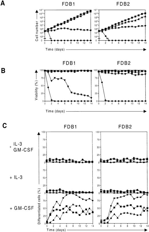 Fig. 2. Differentiation of FDB1 and FDB2 cell lines in response to murine GM-CSF. / (A) Time course of proliferation of FDB cell lines. FDB1 and FDB2 cells were washed and placed in culture in the presence of IL-3 plus GM-CSF (▪), IL-3 (▴), or GM-CSF (▾) or in the absence of growth factors (⧫), and the number of viable cells was determined daily with the use of a hemocytometer. (B) Time course of viability of FDB cell lines. In the same experiment as in A, the percentage of viable FDB1 and FDB2 cells cultured in the presence of IL-3 plus GM-CSF (▪), IL-3 (▴), or GM-CSF (▾) or in the absence of growth factors (⧫) were determined from at least 200 cells scored. (C) Time course of differentiation of FDB cell lines. In the same experiment as in A, samples of FDB1 and FDB2 cells cultured in the presence of the indicated growth factors were cytocentrifuged and stained daily, and the proportion of differentiated granulocytes (▪, dashed lines), the proportion of macrophages (▴, dashed lines), and the total proportion of differentiated cells (⧫, solid lines) were determined from at least 200 cells scored microscopically.
