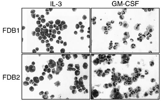 Fig. 3. Morphology of the FDB1 and FDB2 cell lines. / FDB1 and FDB2 cells cultured in the presence of the indicated growth factors for 5 days were cytocentrifuged and Wright-Giemsa stained. Photographs are at 270 ×  magnification.