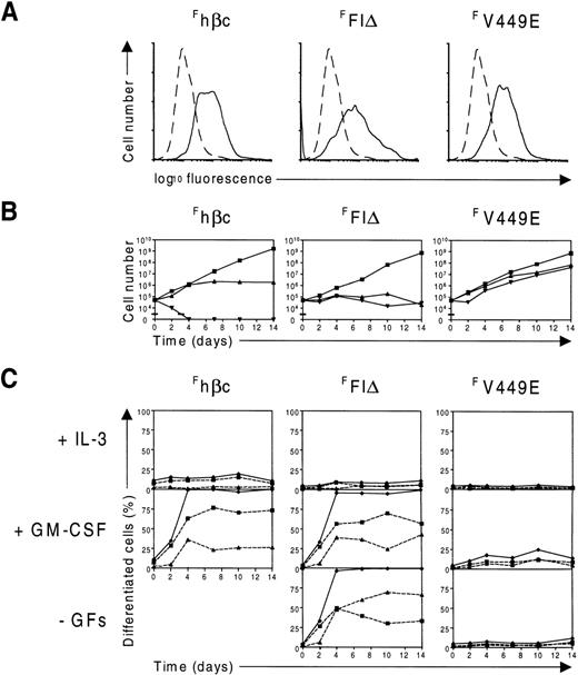 Fig. 6. Expression and function of FLAG-tagged hβc proteins in FDB2 cells. / (A) Flow cytometric analysis of FDB2 cells expressing FLAG-tagged hβc subunits. FDB2 cells expressing the indicated FLAG-tagged hβc subunits were stained with the anti-FLAG monoclonal antibody M2 (solid lines). As controls, uninfected FDB2 cells were stained identically (dashed lines). (B) Time course of proliferation of FDB2 cells expressing FLAG-tagged hβc proteins. FDB2 cells were washed and cultured in IL-3 (▪) or GM-CSF (▴) or in the absence of growth factors (▾), and the number of viable cells was determined periodically with the use of a hemocytometer. (C) Time course of differentiation of FDB2 cells expressing FLAG-tagged hβc proteins. In the same experiment as in B, samples of FDB1 and FDB2 cells cultured in the presence of the indicated growth factors or in the absence of growth factors (-GFs) were cytocentrifuged periodically, and the proportion of differentiated granulocytes (▪, dashed lines), the proportion of macrophages (▴, dashed lines), and the total proportion of differentiated cells (♦, solid lines) were determined from at least 200 cells scored microscopically. As shown in B, no viable cells were present in Fhβc -GFs beyond the second day of culture.