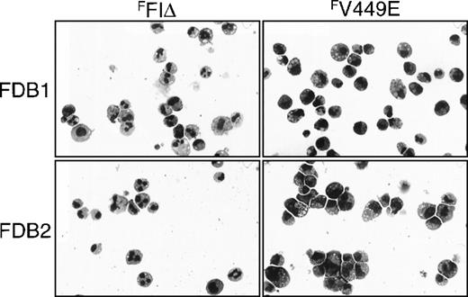 Fig. 7. Morphology of factor-independent FDB1 and FDB2 cells expressing FLAG-tagged hβc mutants. / FDB1 and FDB2 cells expressing the indicated FLAG-tagged hβc proteins and cultured in the absence of growth factors for 5 days were cytocentrifuged and Wright-Giemsa stained. Photographs are at 270 × magnification.