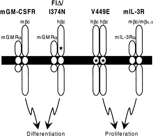 Fig. 8. Model for signaling by constitutively active hβc mutants. / Schematic diagram showing the proposed stoichiometry of constitutively active hβc mutant receptor complexes. The cell membrane is represented by a solid bar, with extracellular regions at the top. Stars indicate the positions of activating mutations in hβc. Note that the wild-type mGM-CSFR and mIL-3R may in fact be tetrameric,25 but for simplicity only heterodimers are shown.