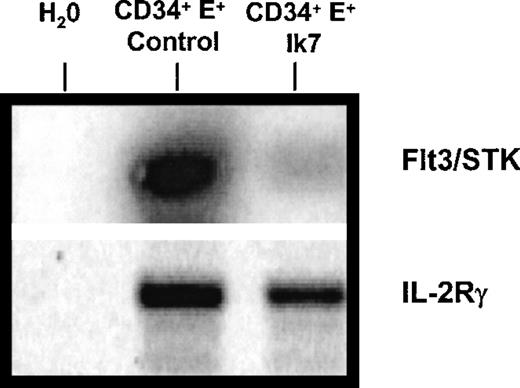 Fig. 6. RT-PCR reaction. / One representative RT-PCR reaction of 4 shows a reduction in the levels of mRNA for flt3/STK mRNA in Ik7-infected CD34+ cells compared to control-infected CD34+ cells. The RNA was obtained after flow cytometry sorting of the cells as in Figure 4. The PCR product was blotted and hybridized with a 32P-labeled cDNA probe. In this experiment, the same amount of cDNA was amplified with primers specific for IL-2Rγ and results show no significant alteration of mRNA levels by Ik7.