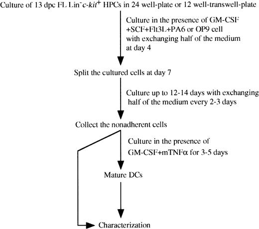 Fig. 1. Schematic representation of culture conditions of purified murine FL-derived Lin−c-kit+ HPCs.