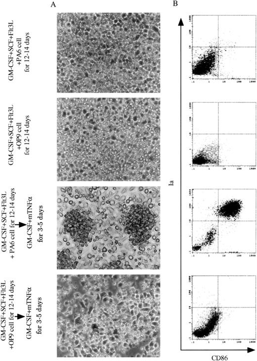 Fig. 3. Generation of DCs from 13dpc FL-derived Lin−c-kit+ HPCs. / 13 dpc FL-derived Lin−c-kit+ HPCs were cocultured with stromal cell lines PA6 or OP9 cells in the presence of GM-CSF + SCF + Flt3L for 12 to 14 days, and restimulated by GM-CSF + mTNFα for an additional 3 to 5 days. (A) A phase contrast microscopic observation was performed on cocultured FL-derived HPCs with PA6 or OP9 cells in the presence of GM-CSF + SCF + Flt3L for 12 to 14 days before and after replanted into new plates and restimulated by GM-CSF + mTNFα for an additional 3 to 5 days. Original magnification: × 200. (B) Immunophenotypic detection was performed on nonadherent cells from FL-derived HPC cultures at the indicated time points and culture conditions. These cells were sequentially stained with biotinylated CD86 MoAb and PE-labeled Ia MoAb, whereas CD86 was revealed by FITC-streptavidin. The quads were set up on the isotype-matched control dot plot. These results are representative of 3 independent experiments.