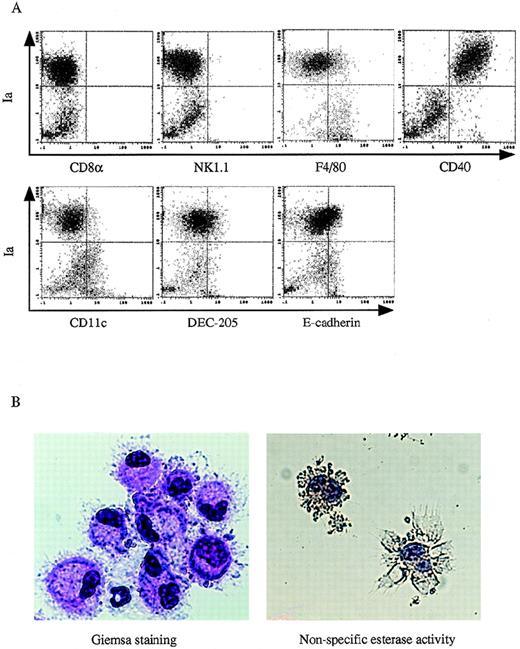 Fig. 4. Immunophenotypic and morphologic analyses of DC-like cells. / 13dpc FL-derived Lin−c-kit+ HPCs were first supplemented with PA6 cells + GM-CSF + SCF + Flt3L for 12 to 14 days and then stimulated with GM-SCF + mTNFα for an additional 3 to 5 days. (A) The phenotype of the nonadherent cells was analyzed by 2-color immunofluorescence staining as described in the Materials and Methods. The indicated FITC-labeled MoAbs (CD8α, NK1.1, F4/80, CD40, CD11c, DEC205, and E-cadherin) were used to demonstrate the phenotypic characteristics of the generated DCs. The quads were set up on the isotype-matched control dot plot. (B) Giemsa staining and nonspecific esterase activity analyses were performed on GM-CSF + mTNFα-stimulated DC precursors at day 3 to day 5 that were derived from FL-derived HPCs cocultured with PA6 cells + GM-CSF + SCF + Flt3L for 12 to 14 days. Original magnification: × 400. These results are representative of 3 independent experiments.