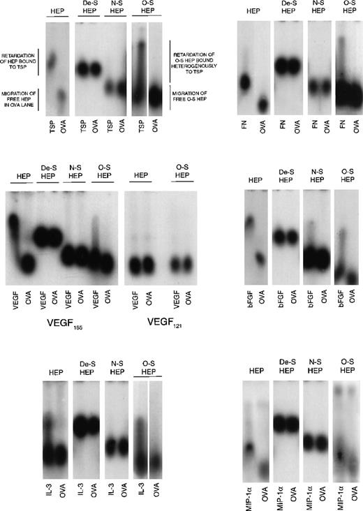 Fig. 5. Binding of modified heparins to proteins by affinity coelectrophoresis (ACE). / 125I-labeled GAGs (HEP, unmodified heparin; De-S HEP, completely desulfated heparin; N-S HEP, N-sulfated heparin; O-S HEP, O-sulfated heparin) were electrophoresed through the proteins (cytokines and matrix components) cast in agarose gels. Results are shown for binding of the GAGs to 100 nM TSP, 25 nM bFGF, and 500 nM each of VEGF, FN, IL-3, and MIP-1α. Ovalbumin (500 nM) was used as a negative control protein. The NaCl electrophoresis buffer was used for TSP, bFGF, and IL-3, and the sodium acetate buffer was used for VEGF, FN, and MIP-1α. Migration of unbound GAGs that are not bound to proteins is dependent on both size and charge. The average size of all 4 GAGs was comparable (8 to 12 kd). Because the negative charge on De-S HEP is the least, its migration was slowest. N-S HEP has an intermediate charge and migrated faster than De-S HEP. O-S HEP and HEP, which are the most highly charged, migrated at comparable rates. Binding to proteins was seen as retardation of the relative rate of migration of the GAGs through the protein lanes, compared to its migration through ovalbumin.
