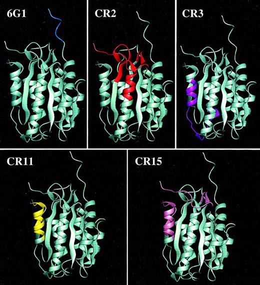 Fig. 2. Epitopes for anti-vWf monoclonal antibodies. / Structure of the von Willebrand factor A1 domain based on the x-ray crystal coordinates25 with highlighted sequences representing epitopes for the anti-39/34-kd vWf fragment monoclonal antibodies determined using synthetic peptides.