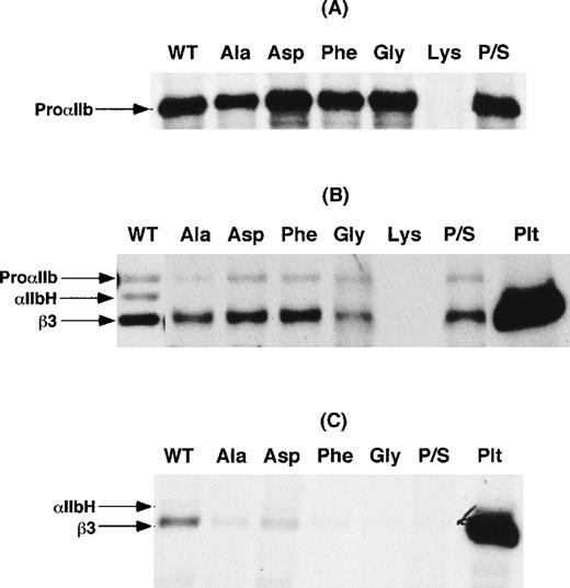 Fig. 3. Transient expression of IIbP145 mutations in COS-1 cells. / (A) Wild-type αIIb (WT) and the indicated αIIbP145mutants were expressed in COS-1. An equal number of cells for each transfection were then labeled with 35S-methionine, and αIIb was immunoprecipitated with the use of the αIIb-specific monoclonal antibody B1B5. P/S refers to a proline and serine swap at amino acid residues 144 and 145. (B) COS-1 cells co-transfected with either wild-type αIIb or the indicated αIIbP145 mutants and β3. After the cells were labeled with 35S-methionine, αIIbβ3 was immunoprecipitated with the β3-specific monoclonal antibody SSA6. The identity of β3 was confirmed by immunoprecipitation of control platelets (Plt) surface-labeled with125I. (C) Immunoprecipitation of αIIbβ3 with the use of SSA6 from cells, cotransfected with either wild-type αIIb or the indicated αIIbP145 mutants and β3, which were surface-labeled with 125I. The data shown are representative of 3 separate experiments.