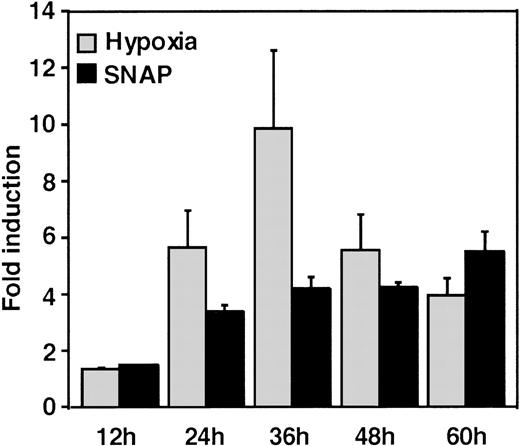 Fig. 2. Time-course of human VEGF promoter activity in Hep3B cells. / The cells were exposed to the same conditions as Figure 1 for 12, 24, 36, 48, or 60 hours. All data within 24-60 hours are significantly greater than for controls (P < 0.01). n = 6 independent experiments. Fold induction by hypoxia or by SNAP represents the ratio of relative luc activity in cells at 1% O2, or 0.5 mmol/L SNAP in 0.1% DMSO, to those in 21% O2 or 0.1% DMSO, respectively.