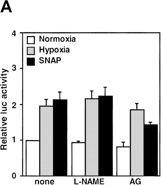 Fig. 3. Effects of inhibitors on human VEGF promoter activity in A-172 cells. / The cells were exposed to the same conditions as Figure 1for 12 hours. (A) Effect of the NOS inhibitor (2 mmol/L L-NAME or 5 mmol/L AG). n = 8; no significant difference. (B) Effect of the GC inhibitor and/or protein kinase G activator (25 μmol/L MB, 1.25 μmol/L LY83 583, or 25 μmol/L ODQ and/or 800 μmol/L 8-Br-cGMP). n = 6; *P < 0.01 versus control in SNAP, #P < 0.05 and +P < 0.01 versus ODQ in SNAP, and 8-Br-cGMP in SNAP, respectively. (C): n = 6; *P < 0.01 versus control in hypoxic conditions. (C) Effect of SNP. *P < 0.01 versus control in hypoxic conditions.