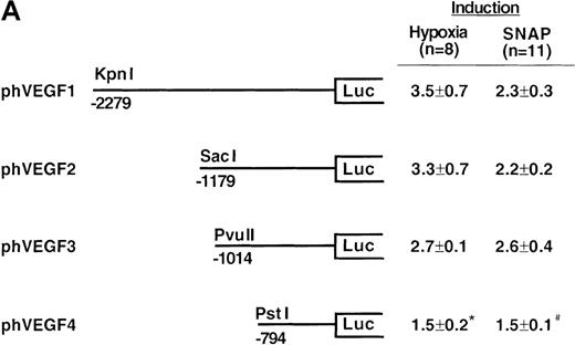 Fig. 4. Localization of VEGF 5′-flanking sequences that mediate transcriptional response to hypoxia or SNAP. / VEGF sequences were cloned to the promoterless pGL2 basic vector (A) or 5′ to an HSV-TK promoter-luciferase transcription unit of pT81luc0 (B, C). The locations of restriction sites are shown relative to the transcription start site. Relative luc activity is defined as the mean ratio of luciferase/β-galactosidase activity ± SEM. Fold induction, by hypoxia or SNAP, represents the ratio of relative luc activity in cells at 1% O2 or 0.5 mmol/L SNAP in 0.1% DMSO to those at 21% O2 or 0.1% DMSO, respectively. (A) n = 8 (hypoxia) or n = 11 (SNAP); *P < 0.05 versus phVEGF1 and <0.01 versus phVEGF3 in hypoxia, #P < 0.01 versus phVEGF1 and < 0.05 versus phVEGF3 in SNAP. (B) n = 8; *P < 0.01 versus pHRB in hypoxia, **P < 0.05 versus pHRE in hypoxia, #P < 0.01 versus pHRB in SNAP, and ##P < 0.05 versus pHREL in SNAP. (C) Nucleotides of transcription factor binding sites (HIF-1 binding site, HIF-1 ancillary sequence, AP-1) are underlined (-975 to -968, -962 to -956, and -937 to -931, respectively), and substituted bases are shown in lowercase letters. n = 6; *P < 0.01 versus pHRE and < 0.05 versus pHREm3 in hypoxia, **P < 0.05 versus pHRE in hypoxia, #P < 0.01 versus pHRE and < 0.05 versus pHREm3 in SNAP, and ##P < 0.05 versus pHRE in SNAP.