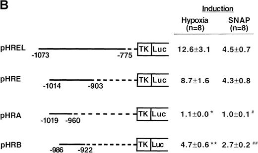Fig. 4. Localization of VEGF 5′-flanking sequences that mediate transcriptional response to hypoxia or SNAP. / VEGF sequences were cloned to the promoterless pGL2 basic vector (A) or 5′ to an HSV-TK promoter-luciferase transcription unit of pT81luc0 (B, C). The locations of restriction sites are shown relative to the transcription start site. Relative luc activity is defined as the mean ratio of luciferase/β-galactosidase activity ± SEM. Fold induction, by hypoxia or SNAP, represents the ratio of relative luc activity in cells at 1% O2 or 0.5 mmol/L SNAP in 0.1% DMSO to those at 21% O2 or 0.1% DMSO, respectively. (A) n = 8 (hypoxia) or n = 11 (SNAP); *P < 0.05 versus phVEGF1 and <0.01 versus phVEGF3 in hypoxia, #P < 0.01 versus phVEGF1 and < 0.05 versus phVEGF3 in SNAP. (B) n = 8; *P < 0.01 versus pHRB in hypoxia, **P < 0.05 versus pHRE in hypoxia, #P < 0.01 versus pHRB in SNAP, and ##P < 0.05 versus pHREL in SNAP. (C) Nucleotides of transcription factor binding sites (HIF-1 binding site, HIF-1 ancillary sequence, AP-1) are underlined (-975 to -968, -962 to -956, and -937 to -931, respectively), and substituted bases are shown in lowercase letters. n = 6; *P < 0.01 versus pHRE and < 0.05 versus pHREm3 in hypoxia, **P < 0.05 versus pHRE in hypoxia, #P < 0.01 versus pHRE and < 0.05 versus pHREm3 in SNAP, and ##P < 0.05 versus pHRE in SNAP.