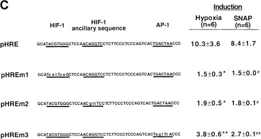 Fig. 4. Localization of VEGF 5′-flanking sequences that mediate transcriptional response to hypoxia or SNAP. / VEGF sequences were cloned to the promoterless pGL2 basic vector (A) or 5′ to an HSV-TK promoter-luciferase transcription unit of pT81luc0 (B, C). The locations of restriction sites are shown relative to the transcription start site. Relative luc activity is defined as the mean ratio of luciferase/β-galactosidase activity ± SEM. Fold induction, by hypoxia or SNAP, represents the ratio of relative luc activity in cells at 1% O2 or 0.5 mmol/L SNAP in 0.1% DMSO to those at 21% O2 or 0.1% DMSO, respectively. (A) n = 8 (hypoxia) or n = 11 (SNAP); *P < 0.05 versus phVEGF1 and <0.01 versus phVEGF3 in hypoxia, #P < 0.01 versus phVEGF1 and < 0.05 versus phVEGF3 in SNAP. (B) n = 8; *P < 0.01 versus pHRB in hypoxia, **P < 0.05 versus pHRE in hypoxia, #P < 0.01 versus pHRB in SNAP, and ##P < 0.05 versus pHREL in SNAP. (C) Nucleotides of transcription factor binding sites (HIF-1 binding site, HIF-1 ancillary sequence, AP-1) are underlined (-975 to -968, -962 to -956, and -937 to -931, respectively), and substituted bases are shown in lowercase letters. n = 6; *P < 0.01 versus pHRE and < 0.05 versus pHREm3 in hypoxia, **P < 0.05 versus pHRE in hypoxia, #P < 0.01 versus pHRE and < 0.05 versus pHREm3 in SNAP, and ##P < 0.05 versus pHRE in SNAP.