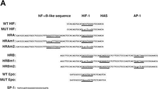 Fig. 5. NO and hypoxia-enhance HIF-1 binding activity. / (A) Oligonucleotide sequences for EMSA. Nucleotides of functional transcription factor binding sites are underlined, and substituted bases are shown in lowercase letters. WT HIF was used as a labeled probe. (B, C) EMSAs showing the binding specificity of nuclear factors from SNAP-treated cells (B) or hypoxia-treated cells (C). Nuclear extracts (5 μg) from A-172 cells, treated by 0.1% DMSO or 0.5 mmol/L SNAP (B), or under normoxic or hypoxic (1% O2) conditions (C), were incubated with WT HIF probe for 30 minutes in the presence of no competitor0 or 10-, 50-, or 250-fold molar excess of unlabeled competitor oligonucleotides. SNAP-induced or hypoxia-induced (H1 and H2), constitutive (C1, C2, C3), and nonspecific (NS) complexes are indicated. (D) SS of HRE binding complexes. Nuclear extracts (5 μg) from A-172 cells treated by 0.5 mmol/L SNAP or by hypoxia were incubated with labeled WT HIF probe, in the presence or absence of mAbs against HIF-1α, HIF-1β, or c-Myc as potential supershifting reagents. The shifted complexes (SS) are indicated. Ab = antibody, N.E. = nuclear extract, S = SNAP, and H = hypoxia.