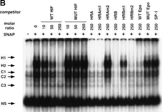 Fig. 5. NO and hypoxia-enhance HIF-1 binding activity. / (A) Oligonucleotide sequences for EMSA. Nucleotides of functional transcription factor binding sites are underlined, and substituted bases are shown in lowercase letters. WT HIF was used as a labeled probe. (B, C) EMSAs showing the binding specificity of nuclear factors from SNAP-treated cells (B) or hypoxia-treated cells (C). Nuclear extracts (5 μg) from A-172 cells, treated by 0.1% DMSO or 0.5 mmol/L SNAP (B), or under normoxic or hypoxic (1% O2) conditions (C), were incubated with WT HIF probe for 30 minutes in the presence of no competitor0 or 10-, 50-, or 250-fold molar excess of unlabeled competitor oligonucleotides. SNAP-induced or hypoxia-induced (H1 and H2), constitutive (C1, C2, C3), and nonspecific (NS) complexes are indicated. (D) SS of HRE binding complexes. Nuclear extracts (5 μg) from A-172 cells treated by 0.5 mmol/L SNAP or by hypoxia were incubated with labeled WT HIF probe, in the presence or absence of mAbs against HIF-1α, HIF-1β, or c-Myc as potential supershifting reagents. The shifted complexes (SS) are indicated. Ab = antibody, N.E. = nuclear extract, S = SNAP, and H = hypoxia.