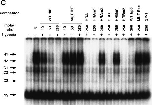 Fig. 5. NO and hypoxia-enhance HIF-1 binding activity. / (A) Oligonucleotide sequences for EMSA. Nucleotides of functional transcription factor binding sites are underlined, and substituted bases are shown in lowercase letters. WT HIF was used as a labeled probe. (B, C) EMSAs showing the binding specificity of nuclear factors from SNAP-treated cells (B) or hypoxia-treated cells (C). Nuclear extracts (5 μg) from A-172 cells, treated by 0.1% DMSO or 0.5 mmol/L SNAP (B), or under normoxic or hypoxic (1% O2) conditions (C), were incubated with WT HIF probe for 30 minutes in the presence of no competitor0 or 10-, 50-, or 250-fold molar excess of unlabeled competitor oligonucleotides. SNAP-induced or hypoxia-induced (H1 and H2), constitutive (C1, C2, C3), and nonspecific (NS) complexes are indicated. (D) SS of HRE binding complexes. Nuclear extracts (5 μg) from A-172 cells treated by 0.5 mmol/L SNAP or by hypoxia were incubated with labeled WT HIF probe, in the presence or absence of mAbs against HIF-1α, HIF-1β, or c-Myc as potential supershifting reagents. The shifted complexes (SS) are indicated. Ab = antibody, N.E.  = nuclear extract, S = SNAP, and H = hypoxia.