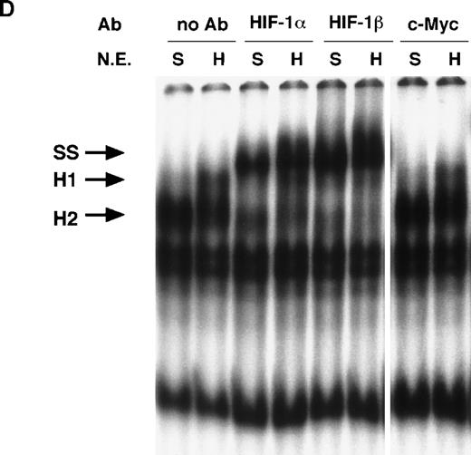 Fig. 5. NO and hypoxia-enhance HIF-1 binding activity. / (A) Oligonucleotide sequences for EMSA. Nucleotides of functional transcription factor binding sites are underlined, and substituted bases are shown in lowercase letters. WT HIF was used as a labeled probe. (B, C) EMSAs showing the binding specificity of nuclear factors from SNAP-treated cells (B) or hypoxia-treated cells (C). Nuclear extracts (5 μg) from A-172 cells, treated by 0.1% DMSO or 0.5 mmol/L SNAP (B), or under normoxic or hypoxic (1% O2) conditions (C), were incubated with WT HIF probe for 30 minutes in the presence of no competitor0 or 10-, 50-, or 250-fold molar excess of unlabeled competitor oligonucleotides. SNAP-induced or hypoxia-induced (H1 and H2), constitutive (C1, C2, C3), and nonspecific (NS) complexes are indicated. (D) SS of HRE binding complexes. Nuclear extracts (5 μg) from A-172 cells treated by 0.5 mmol/L SNAP or by hypoxia were incubated with labeled WT HIF probe, in the presence or absence of mAbs against HIF-1α, HIF-1β, or c-Myc as potential supershifting reagents. The shifted complexes (SS) are indicated. Ab = antibody, N.E.  = nuclear extract, S = SNAP, and H = hypoxia.