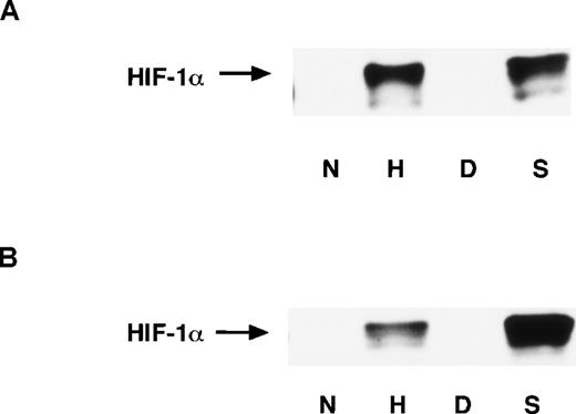 Fig. 7. Expression of HIF-1 proteins in A-172 cells. / Nuclear extracts (A) and whole-cell extracts (B) were prepared from A-172 cells under the following conditions: untreated or hypoxia-treated (12 hours), DMSO-treated (8 hours), or SNAP-treated (8 hours). The cells were subjected to Western blot analysis using mAb anti-HIF-1α.