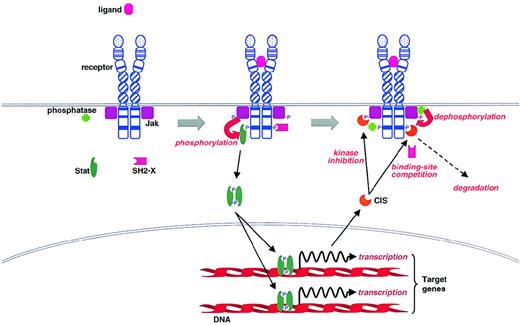 Fig. 1. Activation of the Jak-Stat pathway by cytokine receptors and its regulation by CIS family members and tyrosine phosphatases.