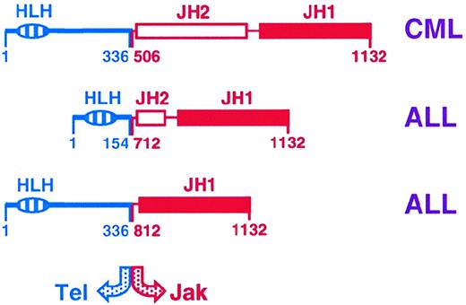 Fig. 2. Tel-Jak2 fusions observed in myeloid (CML; chronic myeloid leukemia) and lymphoid (ALL; acute lymphoblastic leukemia) leukemias.121122. / The relative position of the fusions, as well as the helix-loop-helix (HLH) and Jak homology (JH) domains are shown.